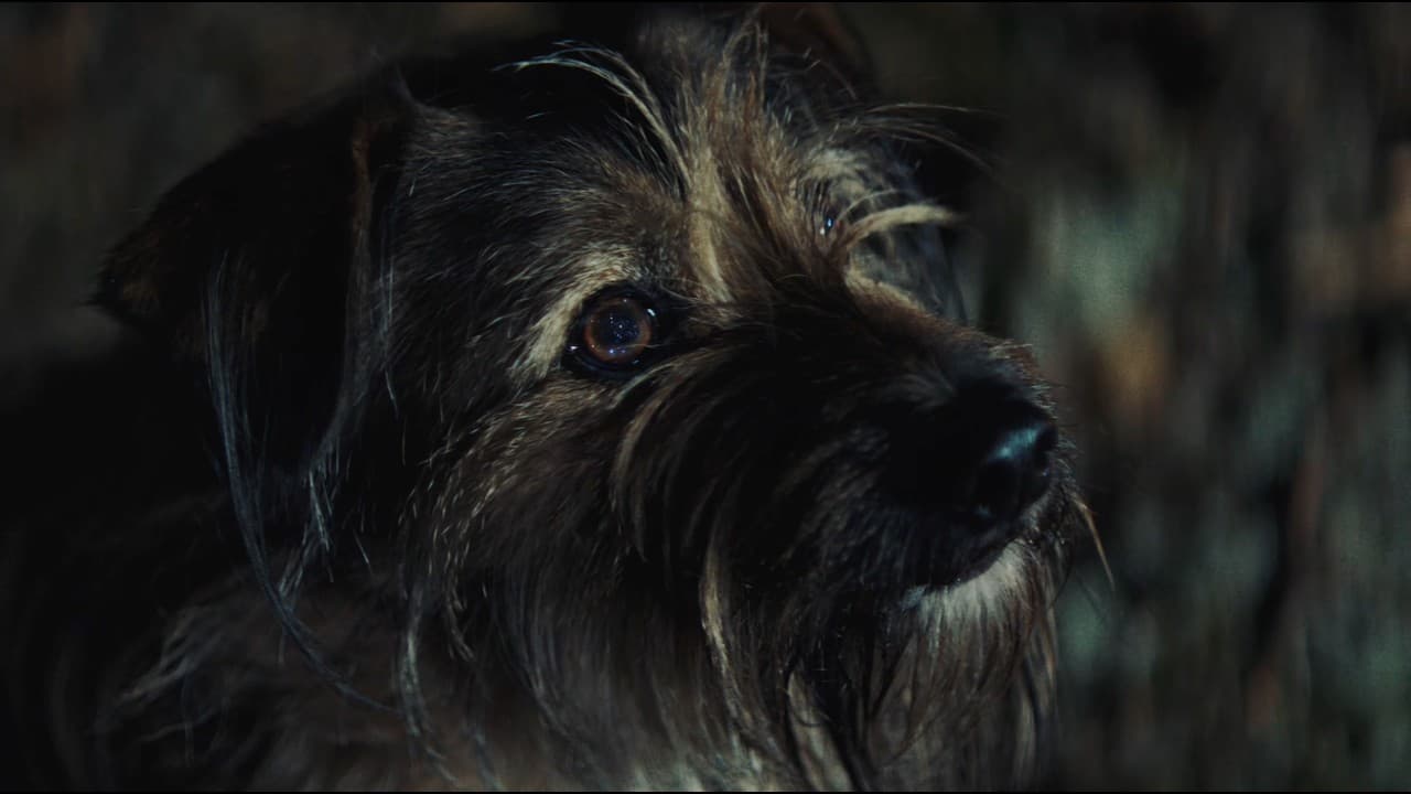 Imminence - If Not Now, When (Official Music Video)